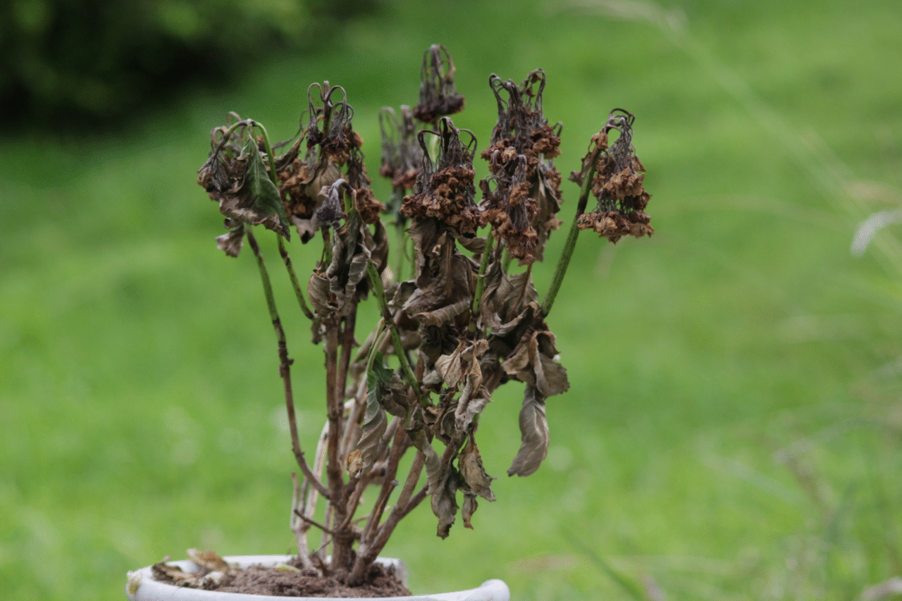 Como recuperar plantas que estão morrendo 3 Como recuperar plantas que estão morrendo