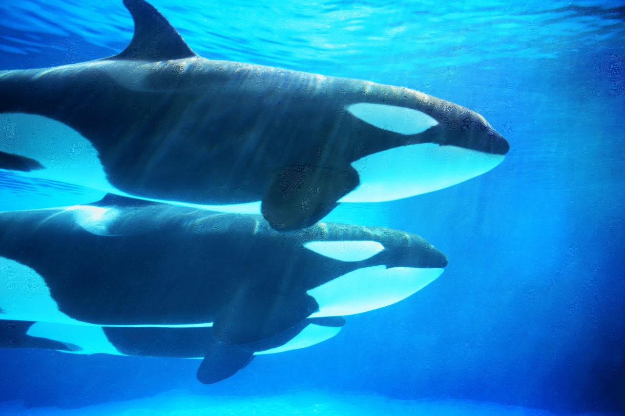 Família francesa sobrevive após barco ser destruído por orcas no Atlântico 1 Família francesa sobrevive após barco ser destruído por orcas no Atlântico