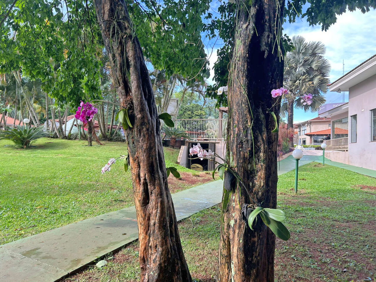 Orquídeas nas árvores: técnica simples que garante florescimento duas vezes por ano 3 orquideas 1