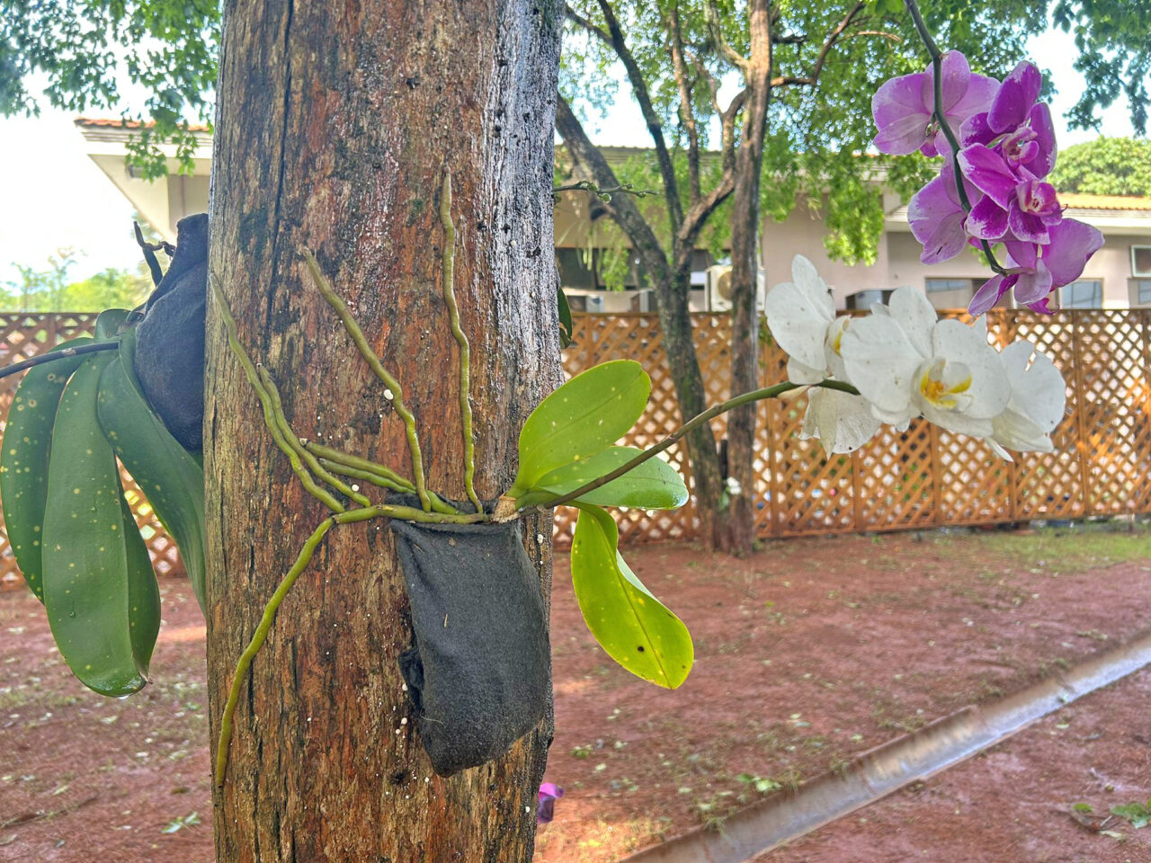 orquideas 2