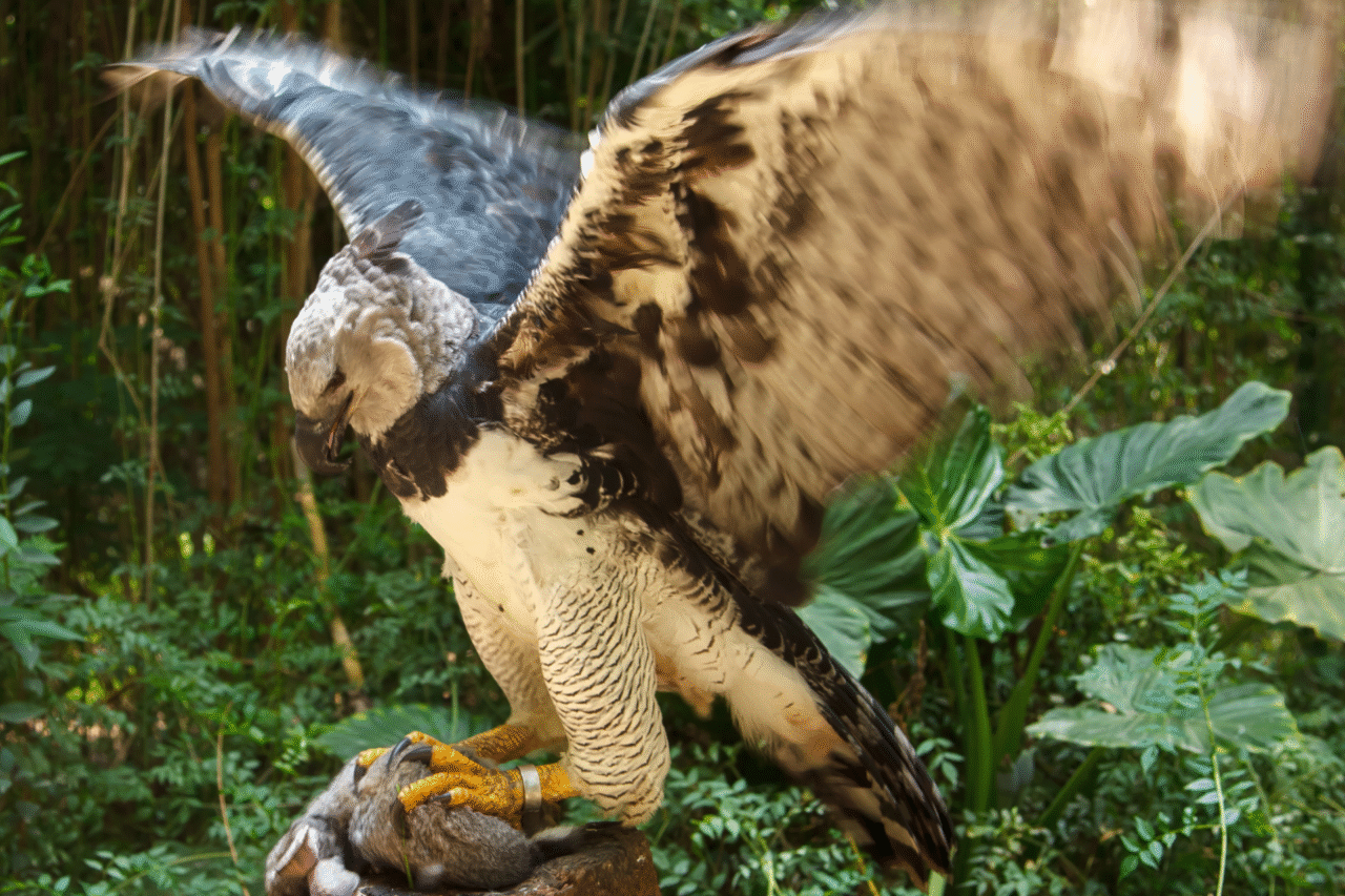 Harpia: curiosidades sobre a maior águia das Américas que fascina o mundo