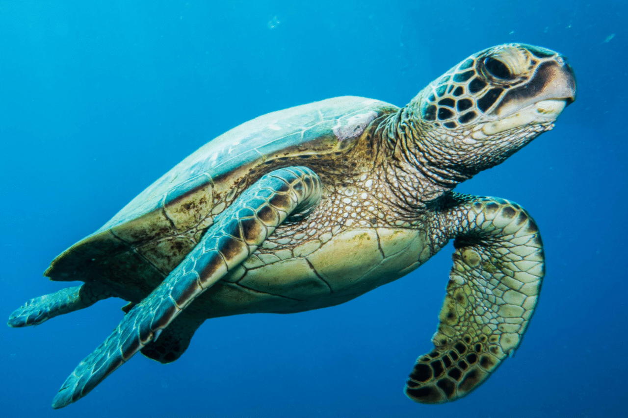 O significado dos animais nas notas do real: curiosidades e simbolismos da fauna brasileira no dinheiro