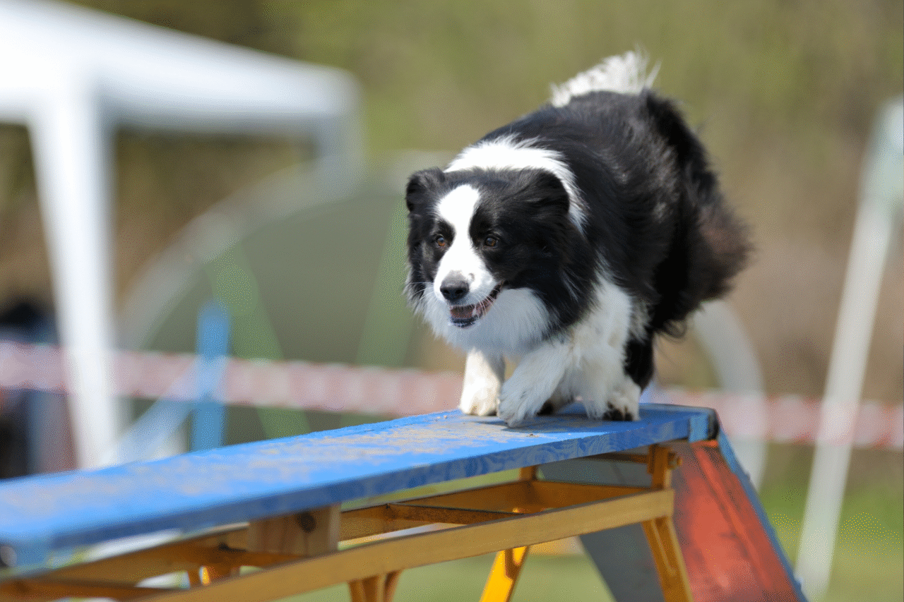 As raças de cães mais agitadas — e as que preferem um bom cochilo no sofá