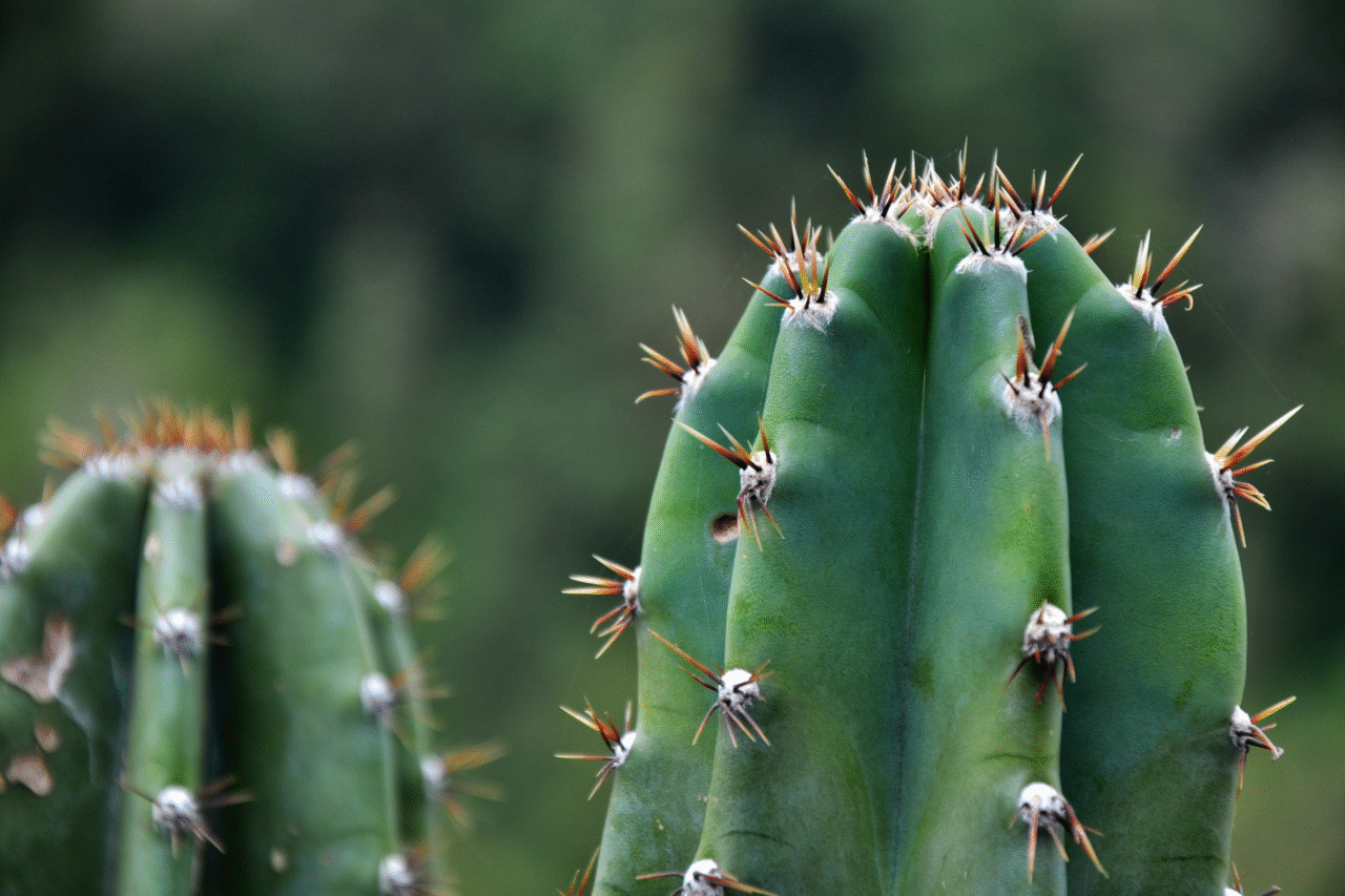 Cactos: curiosidades surpreendentes sobre as plantas que dominaram os desertos
