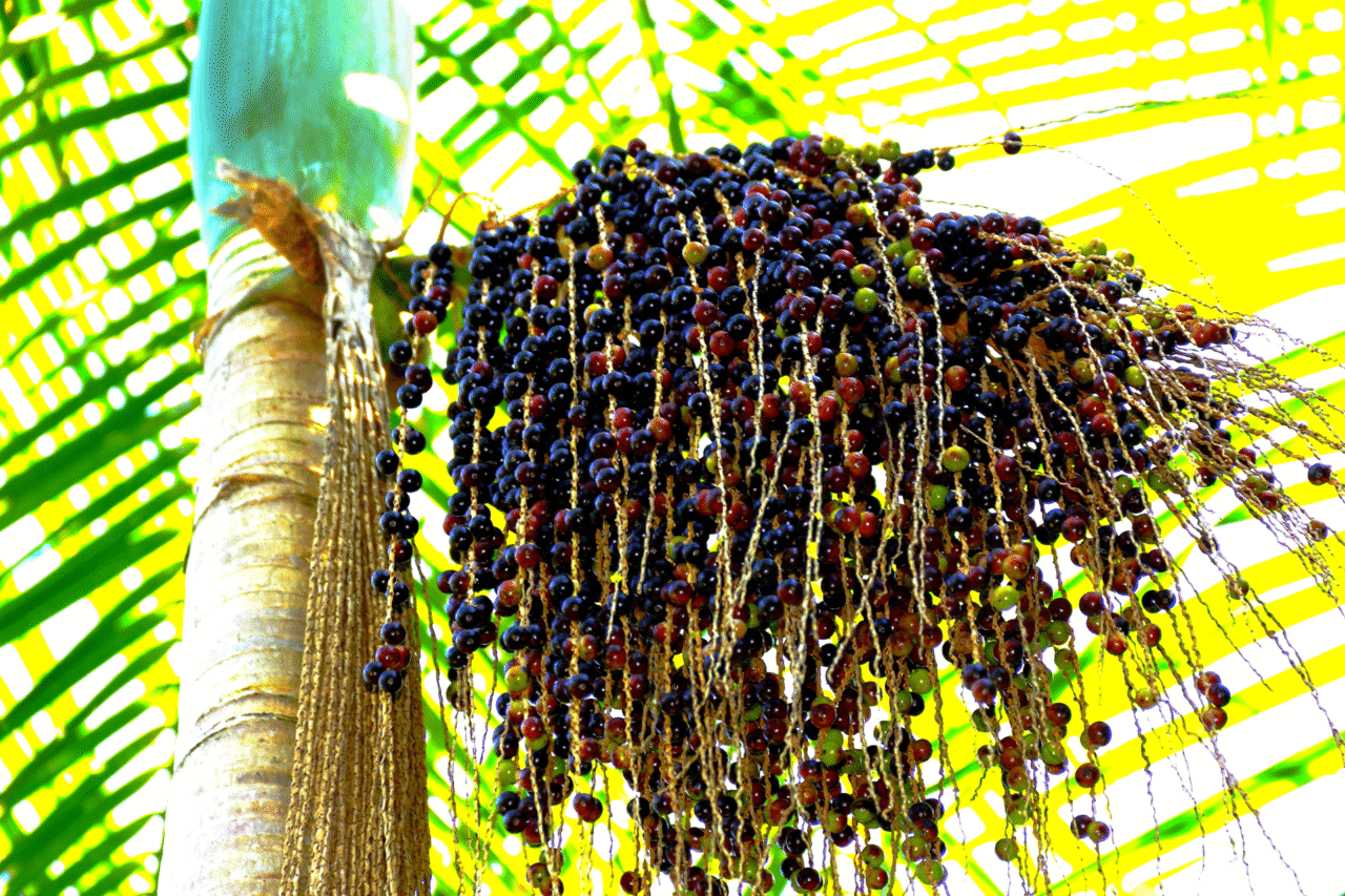 As frutas brasileiras que conquistaram o mundo: os sabores tropicais que encantam chefs internacionais