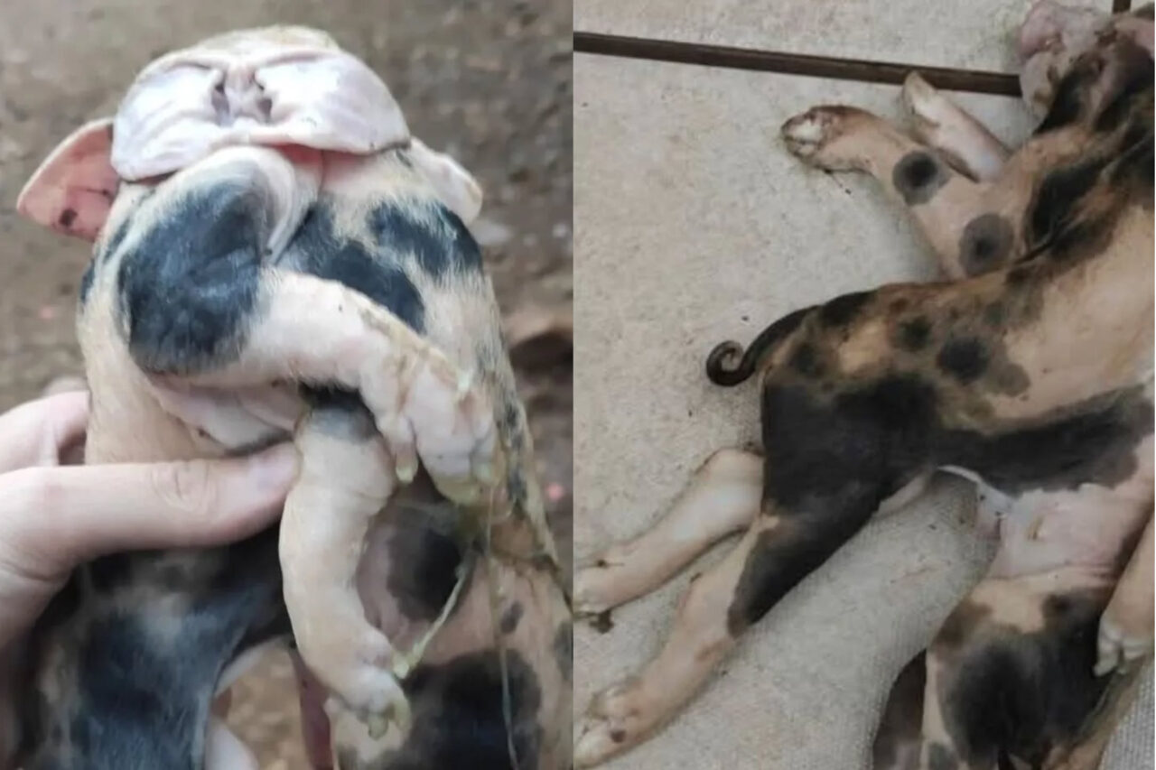 O leitão apresentava a rara deformidade congênita, com uma cabeça, corpos unidos, seis patas e quatro orelhas