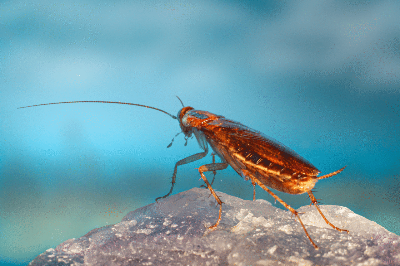 Homem é preso nos EUA após afirmar ter recebido uma “mensagem encriptada em uma barata” ordenando que matasse duas pessoas.