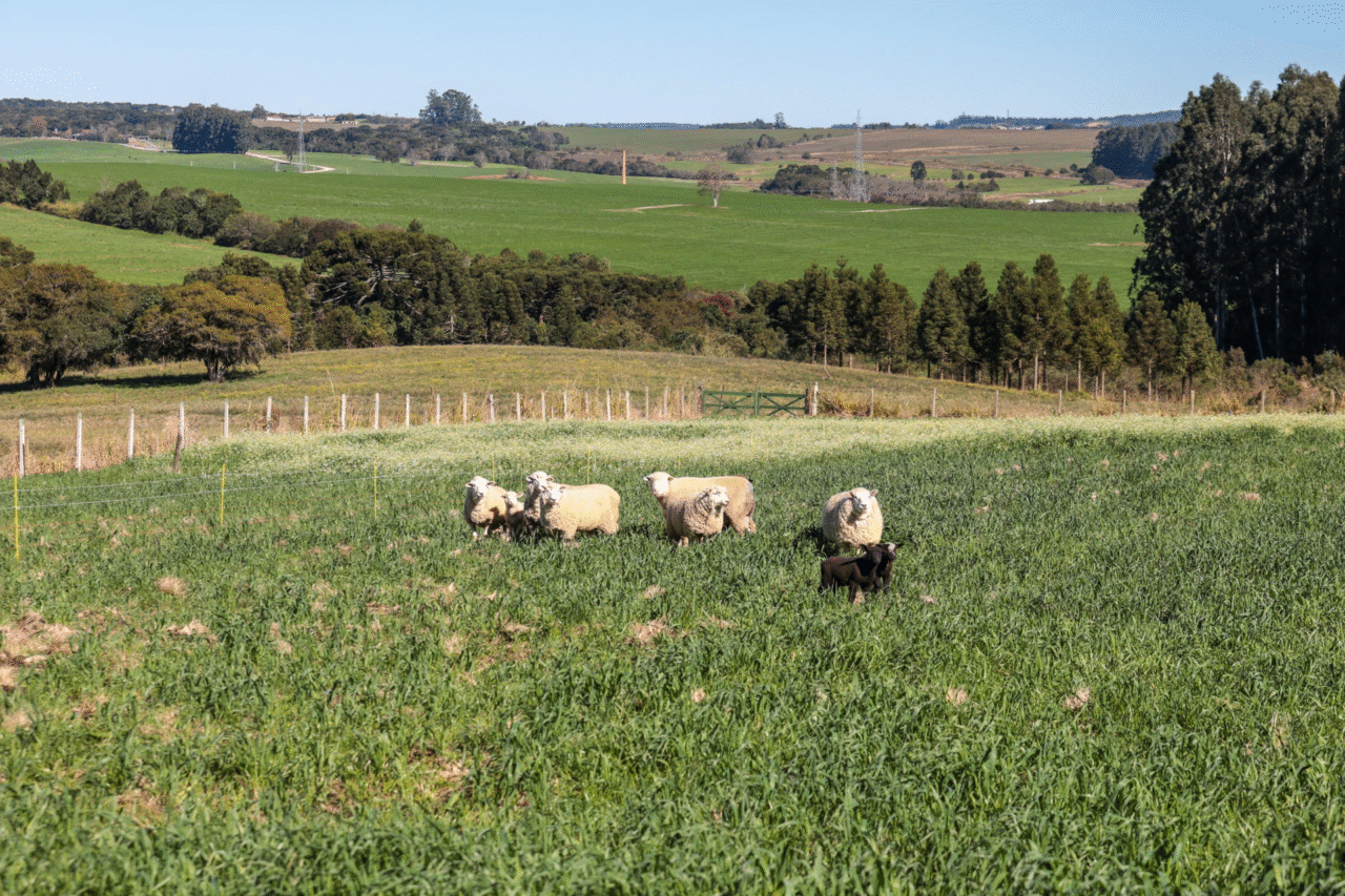 Ratinho Junior sanciona lei que institui o ParanáConectado, programa que ampliará internet e telefonia no meio rural para modernizar a produção e a vida no campo.