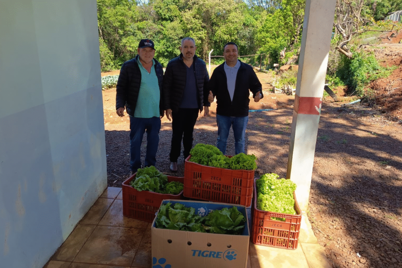 Horta Municipal promove doação de alimentos às instituições beneficentes 3 As alfaces colhidas da Horta Municipal do Bairro Três Fronteiras foram doadas para a APC e APAE