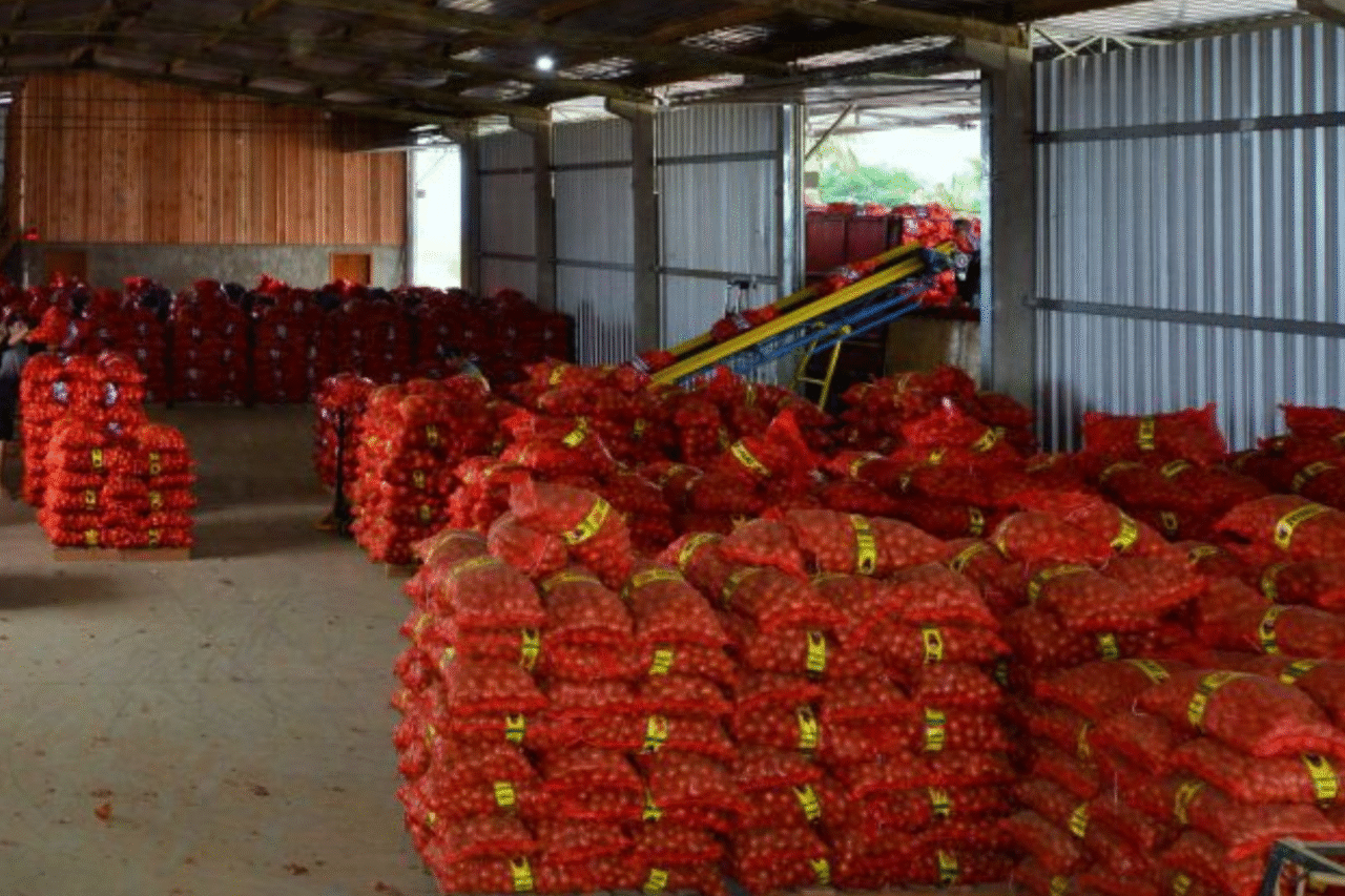 Santa Catarina prevê aumento na produção de cebola e planejamento estratégico de armazenamento, com foco em melhores preços para 2026.