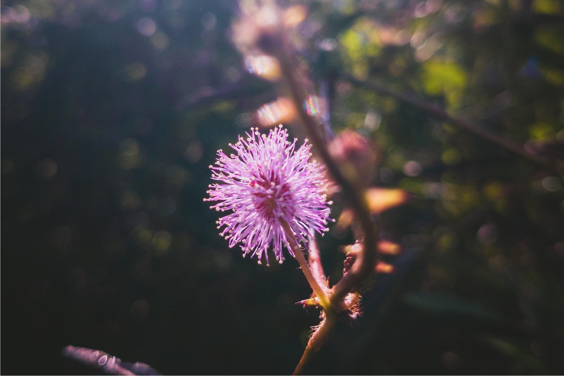Flores incríveis para você colher no mato: Veja 3 opções para transformar seu jardim em um espaço mais bonito e cheio de vida