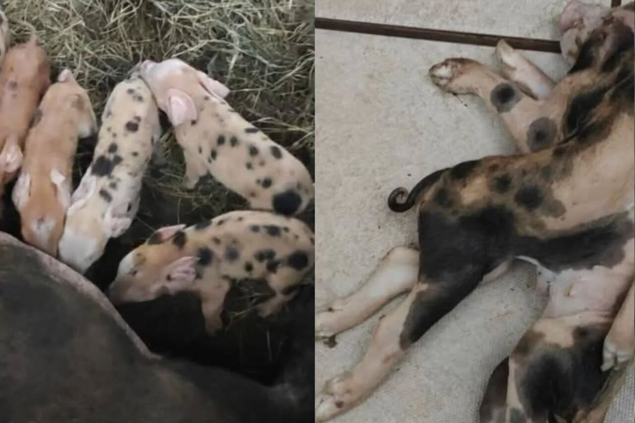 O leitão apresentava a rara deformidade congênita, com uma cabeça, corpos unidos, seis patas e quatro orelhas