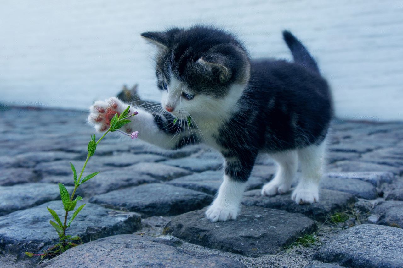 O que significa sonhar com gato 3 O que significa sonhar com gato