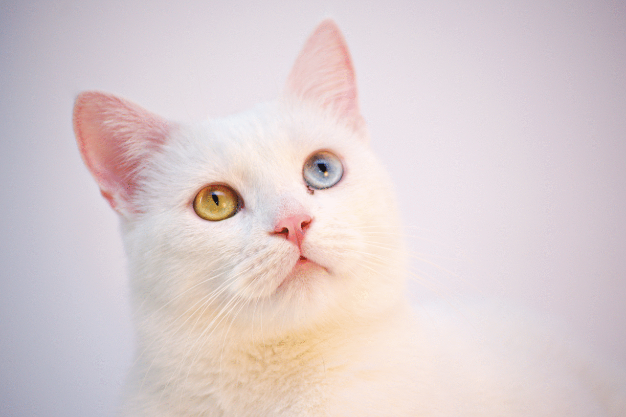 O que significa sonhar com gato