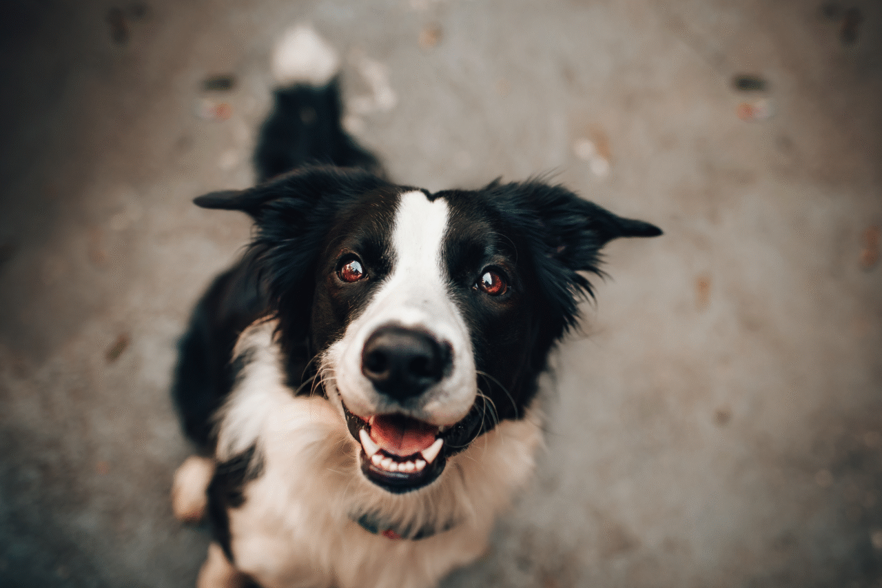 O que significa sonhar com cachorro 3 O que significa sonhar com cachorro