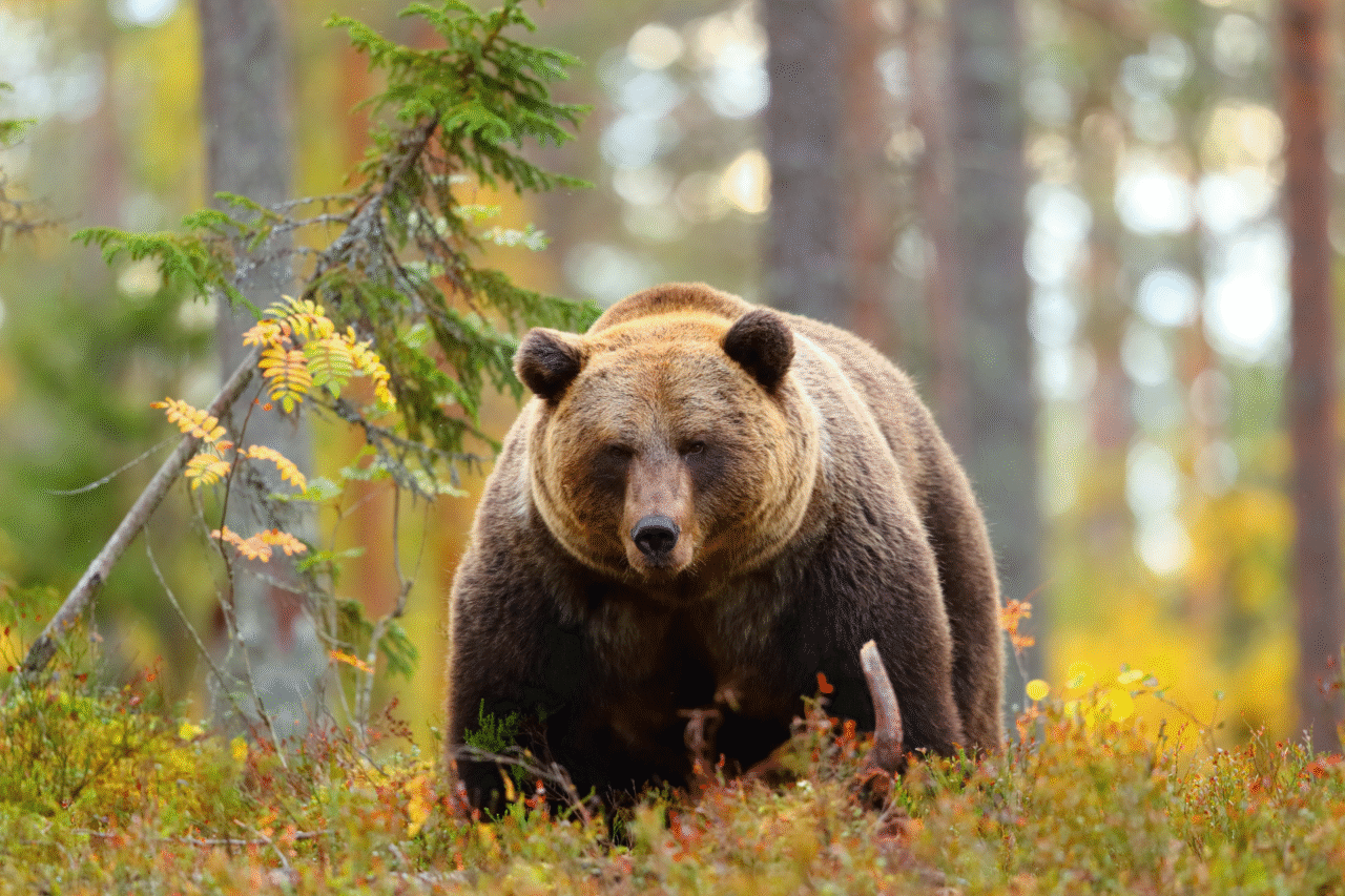 Ataque de urso pardo deixa 11 feridos em trilha escolar no Canadá