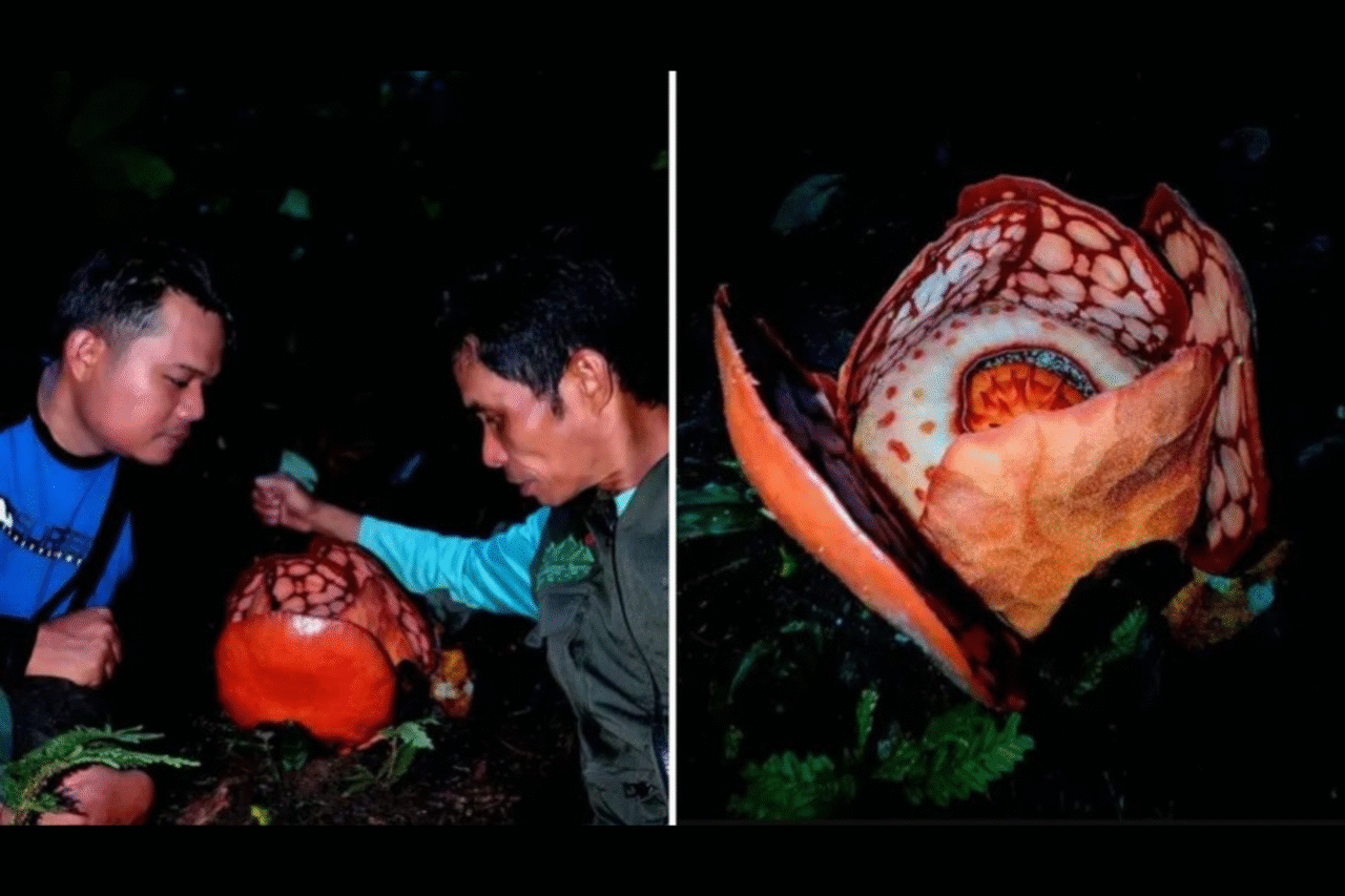 Botânicos registram raríssima flor “alienígena” em Sumatra após 13 anos de buscas