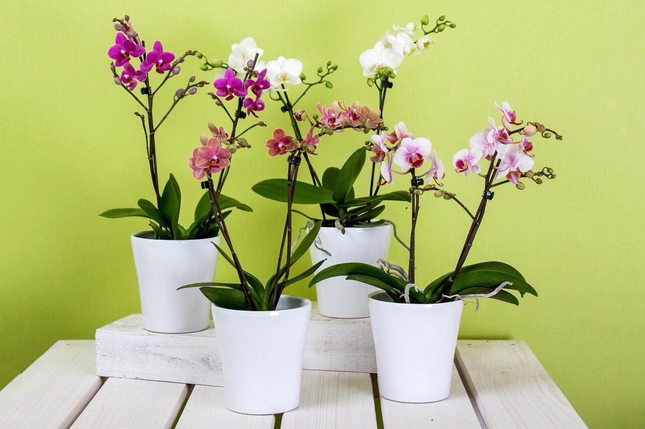 orchids 595242 1920