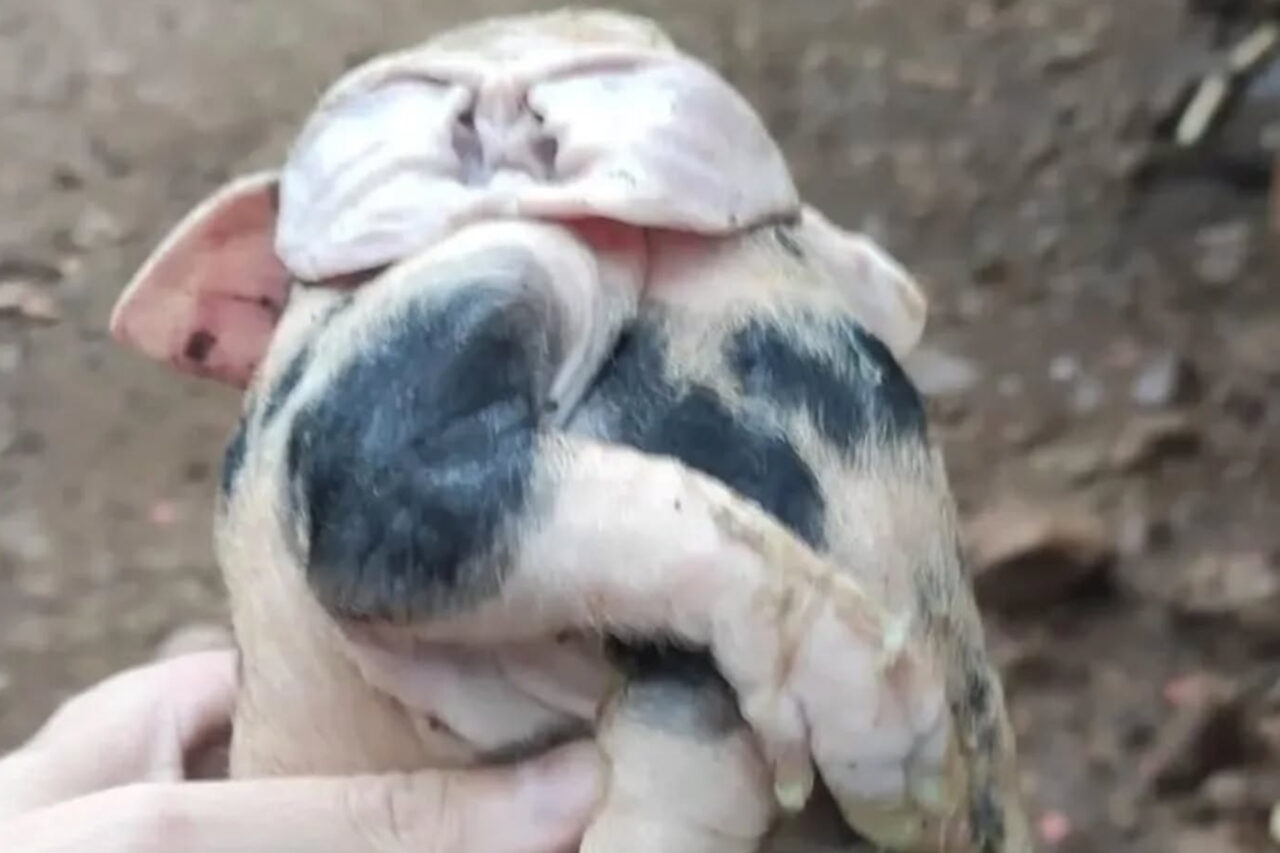 O leitão apresentava a rara deformidade congênita, com uma cabeça, corpos unidos, seis patas e quatro orelhas
