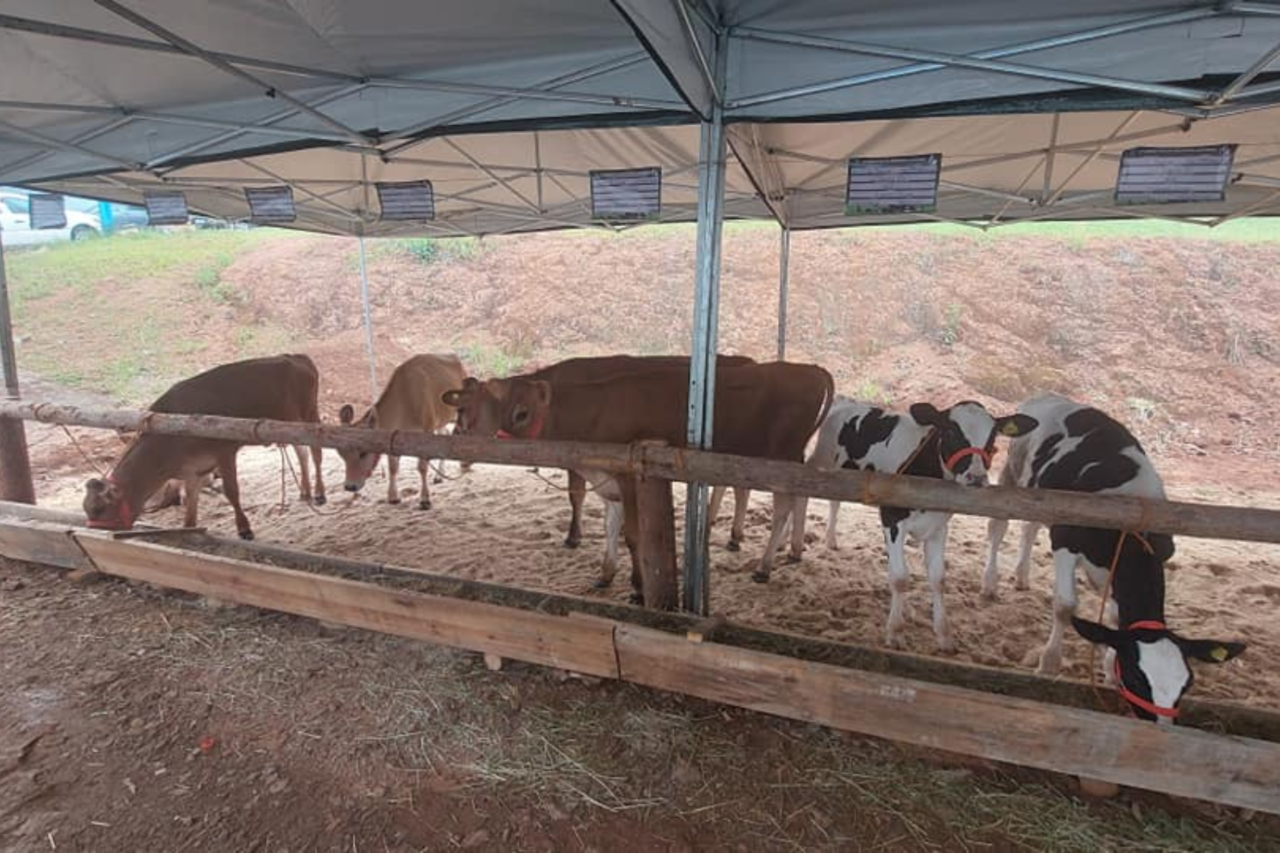 4ª Amostra da Bezerra Leiteira atinge as expectativas em Bom Jesus do Sul 10 Heloisa L 12 2