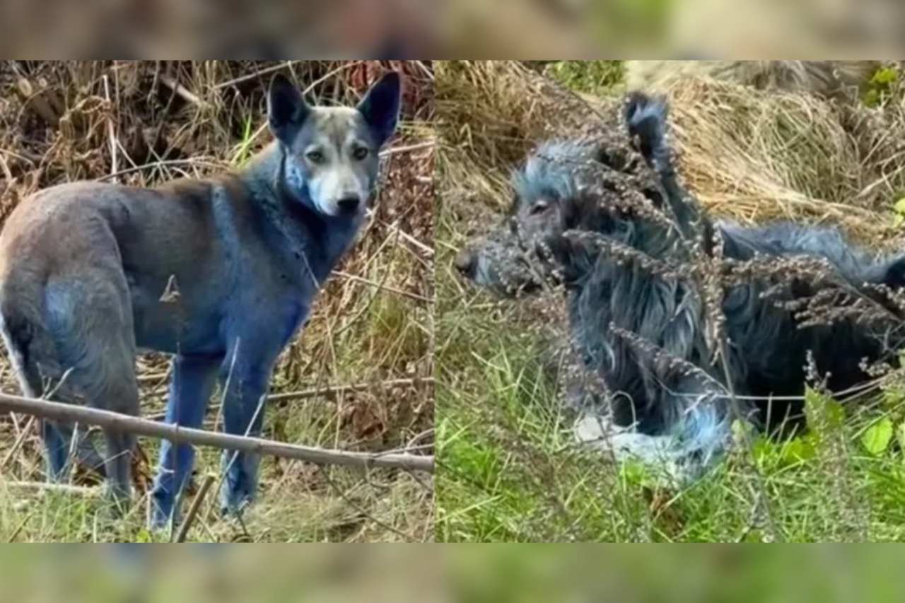 Mistério dos cães azuis em Chernobyl é esclarecido: cientistas revelam origem inusitada da cor 1 Heloisa L 28 1