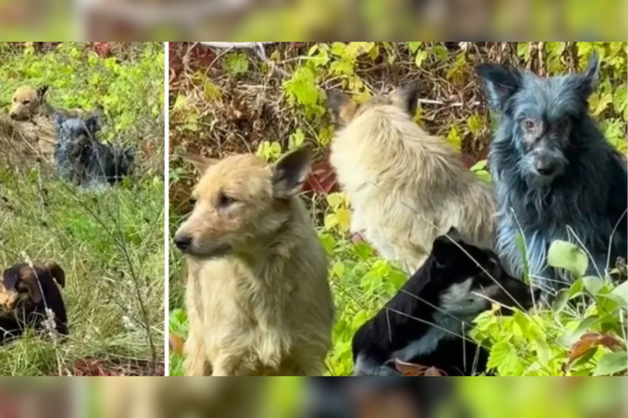 Mistério dos cães azuis em Chernobyl é esclarecido: cientistas revelam origem inusitada da cor 3 Mistério dos cães azuis em Chernobyl é esclarecido: cientistas revelam origem inusitada da cor