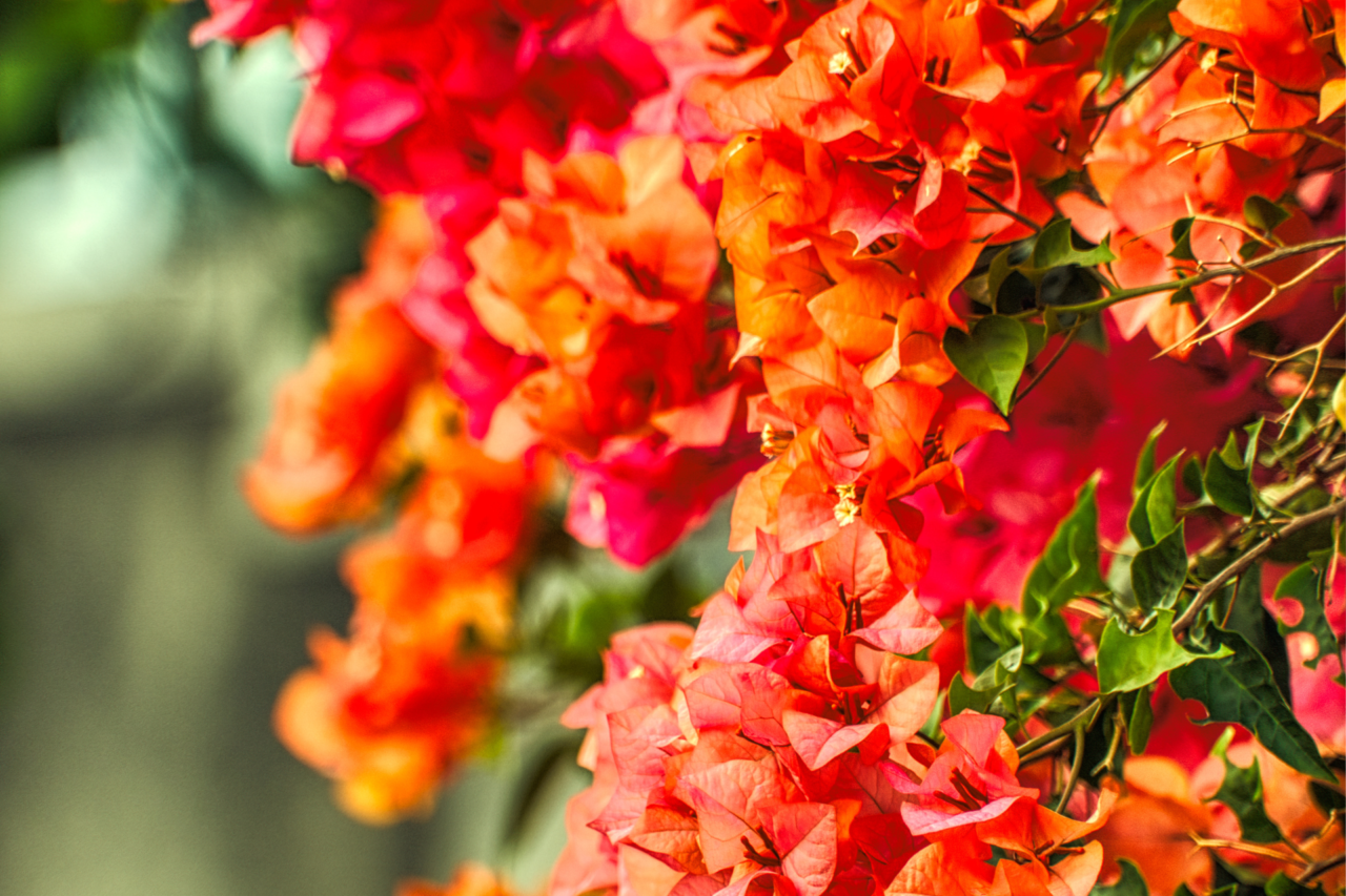 Buganvília transforma espaços reduzidos em jardins vibrantes