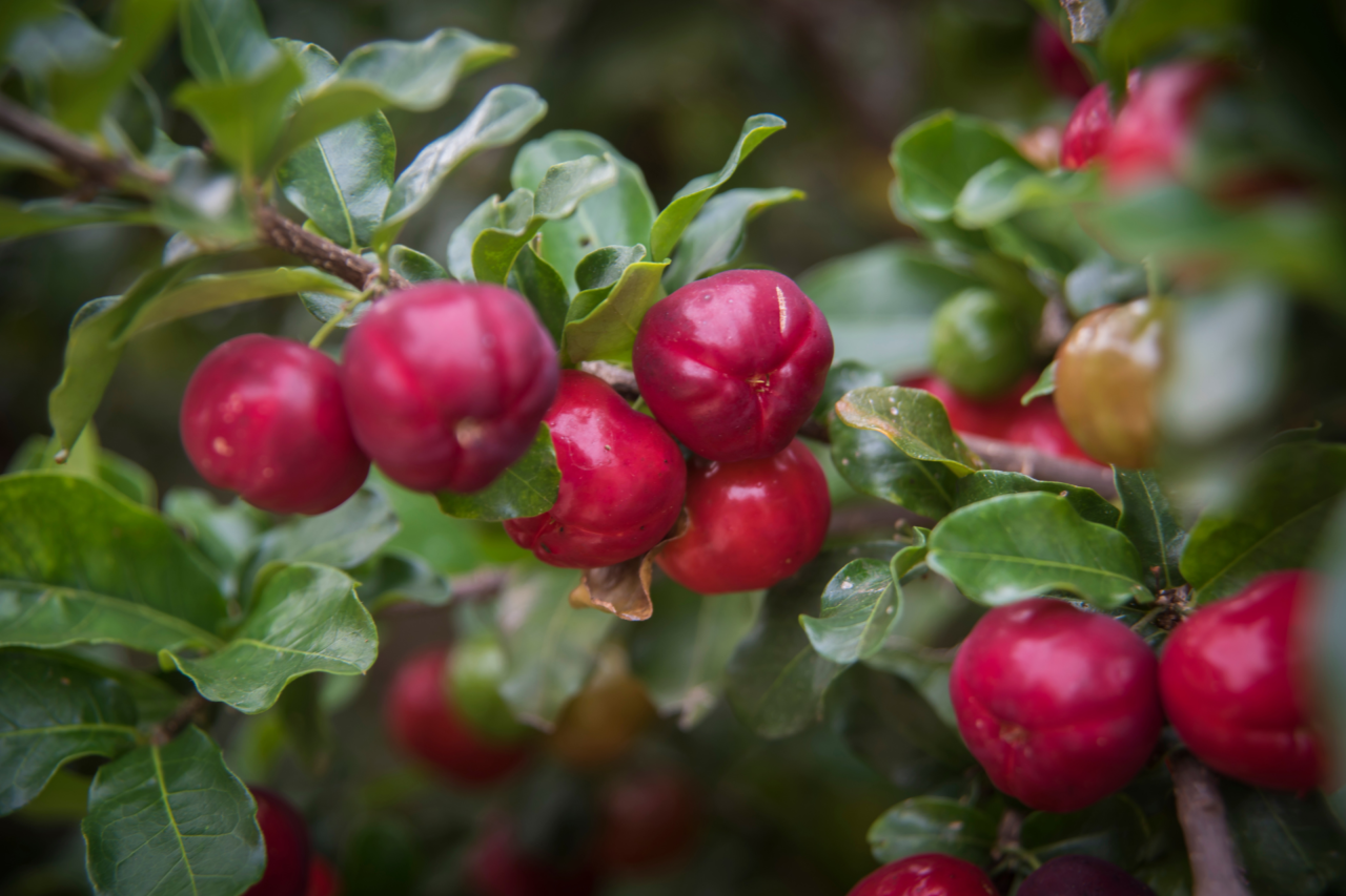 Acerola: a árvore que dá sombra, frutos o ano inteiro e folhas para chá