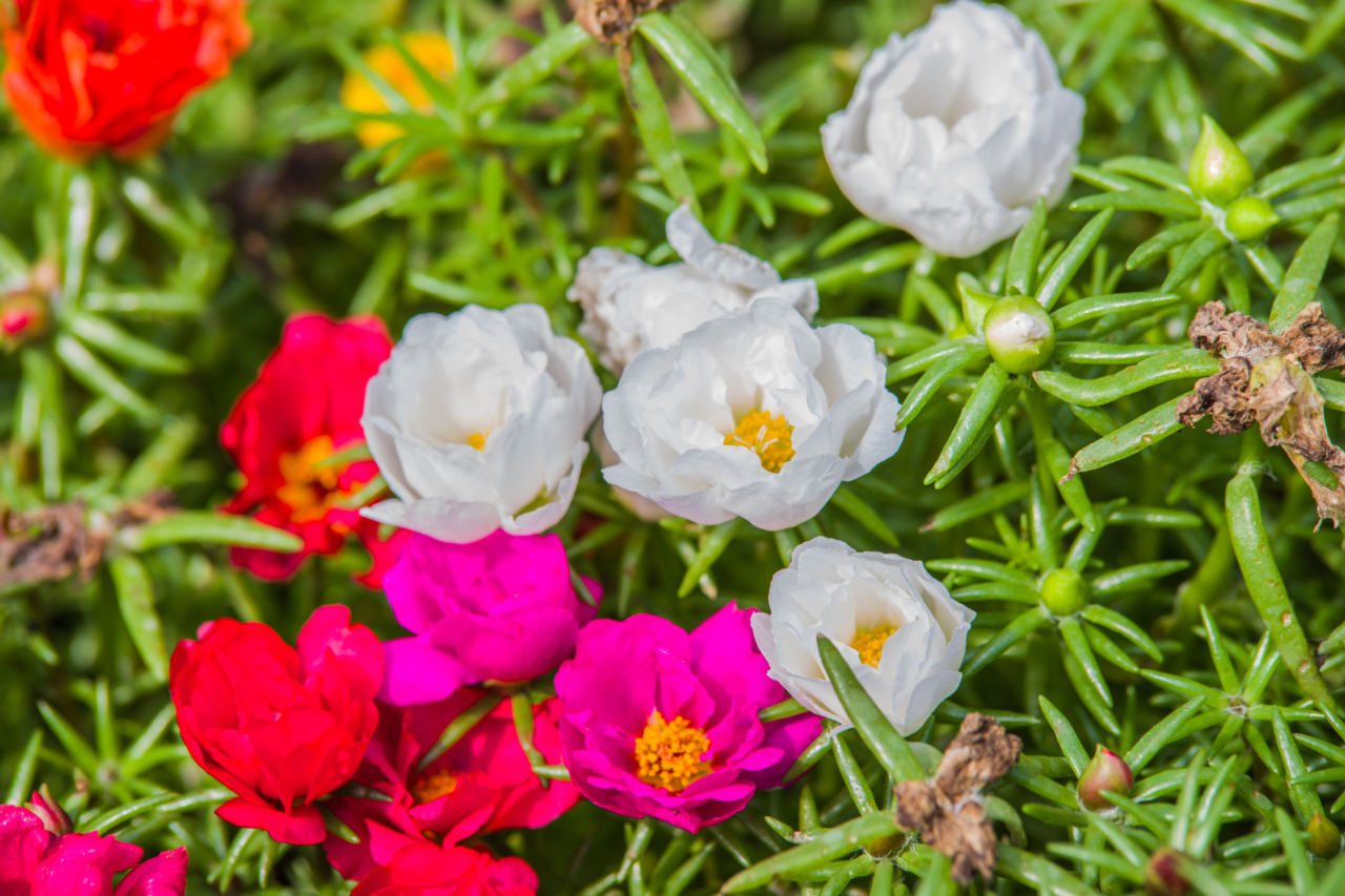 Três flores perfeitas para plantar em dezembro e deixar seu jardim explosivo no verão
