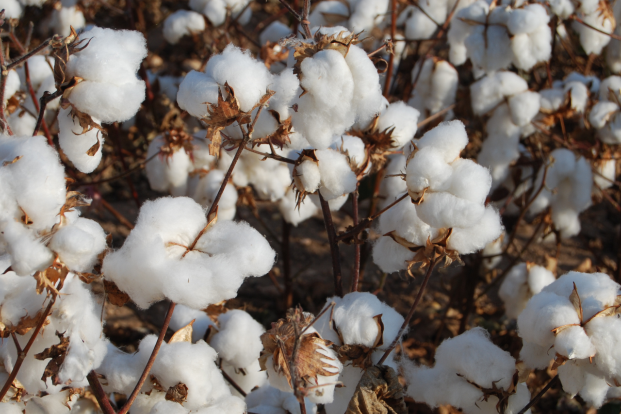 Curiosidades sobre as roupas de algodão: a fibra que veste a humanidade desde a Antiguidade 1 Heloisa L 7 3