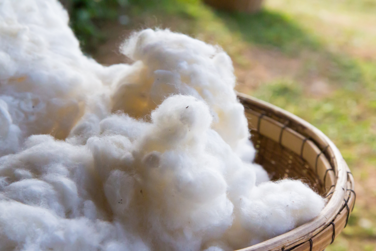 Curiosidades sobre as roupas de algodão: a fibra que veste a humanidade desde a Antiguidade 3 Curiosidades sobre as roupas de algodão: a fibra que veste a humanidade desde a Antiguidade