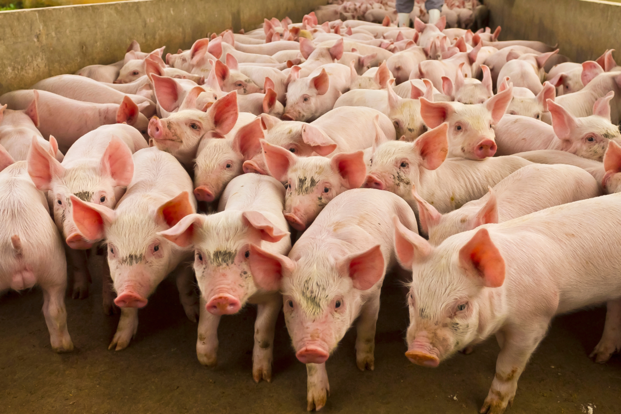 Exportações de Santa Catarina para a Argentina registram crescimento de 25% em 2025 19 Exportações de Santa Catarina para a Argentina aumentam 25% em 2025, impulsionadas por produtos industrializados e maior aproximação comercial entre os dois mercados.