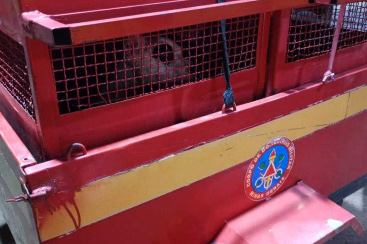 Pit bull adotado há cerca de um mês atacou uma mulher e a filha de 3 anos em Minas Gerais; criança teve ferimentos graves e foi socorrida.