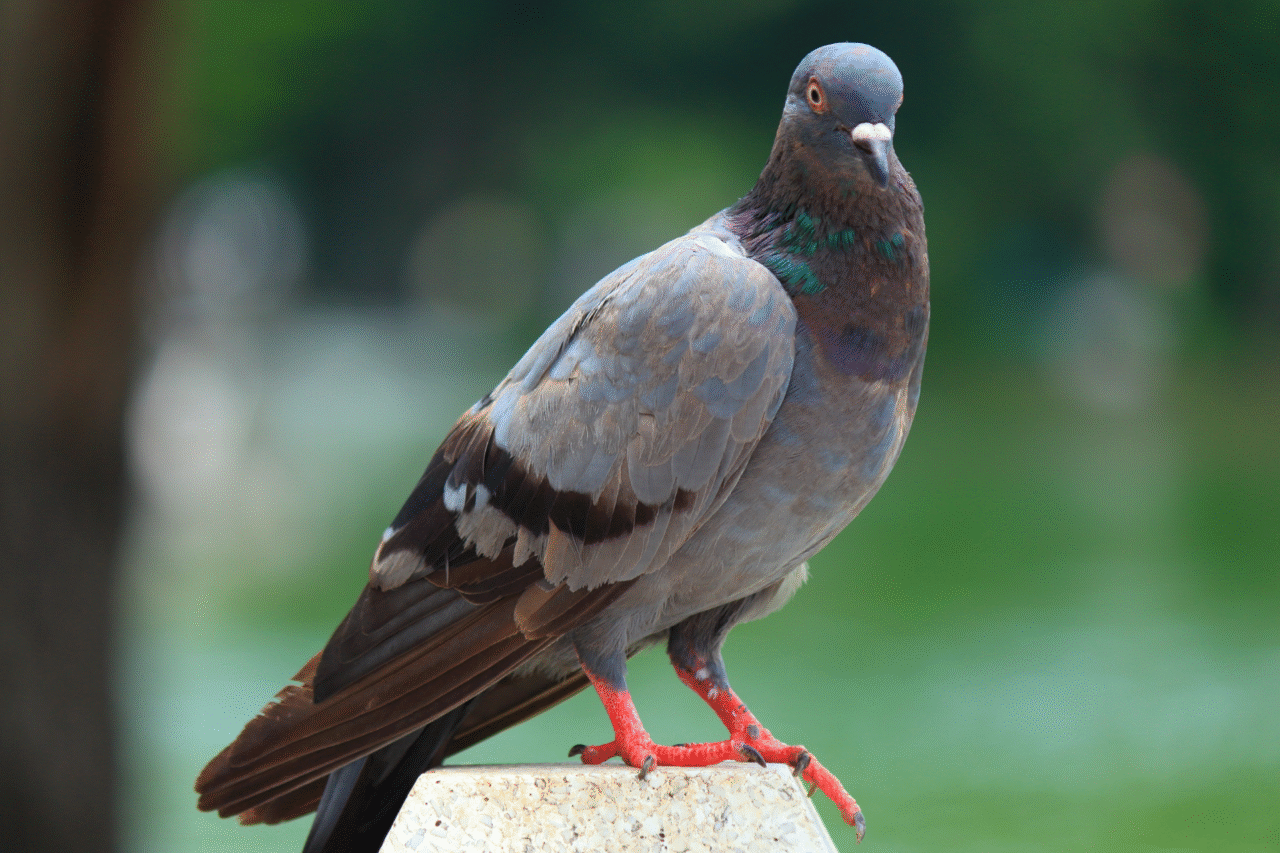 Empresa russa testa pombos com chips cerebrais e propõe uso como biodrones 30 crys 34