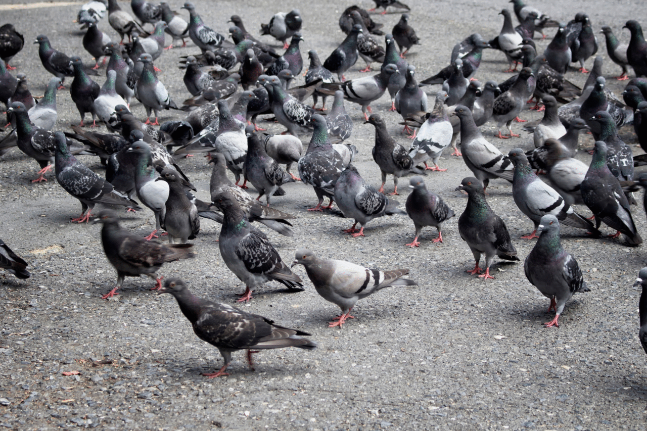 Empresa russa Neiry desenvolve sistema que controla pombos por chips cerebrais e propõe uso das aves como biodrones, em uma iniciativa que levanta surpresa e questionamentos