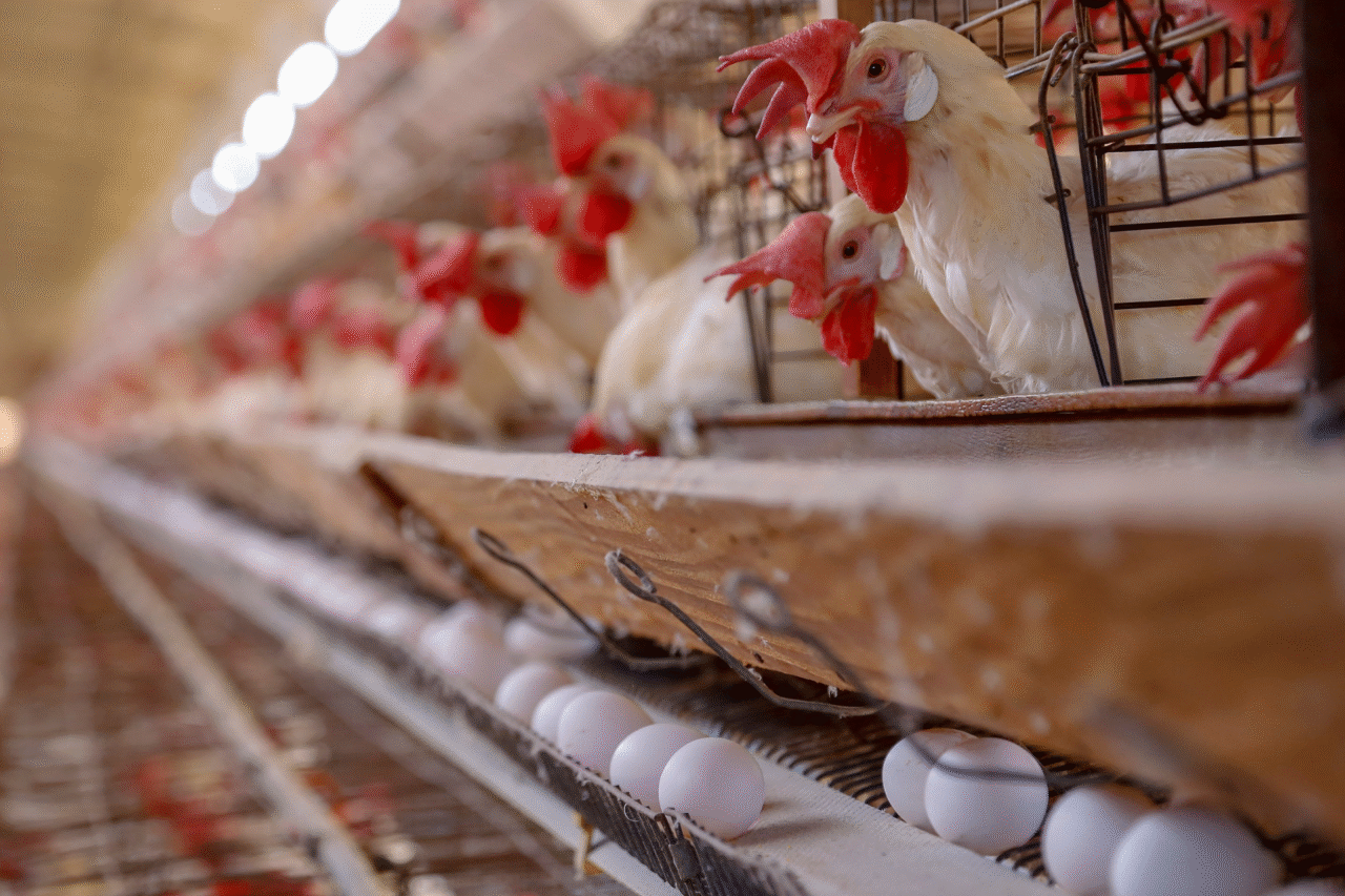 Governo do Paraná e Seara anunciam pacote de R$ 475 milhões para fortalecer a produção avícola, com novo FIDC e investimentos diretos em Cerro Azul pelo programa Rota do Progresso