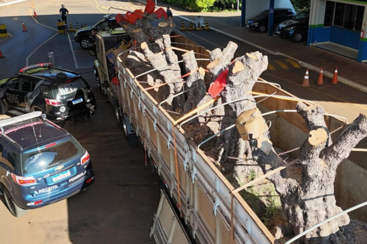 Receita Federal destina 9 oliveiras argentinas apreendidas à universidades públicas 3 Do total destinado, a Receita Federal destinou 4 oliveiras à Universidade do Estado de Santa Catarina e cinco à Universidade Estadual de Mato Grosso do Sul