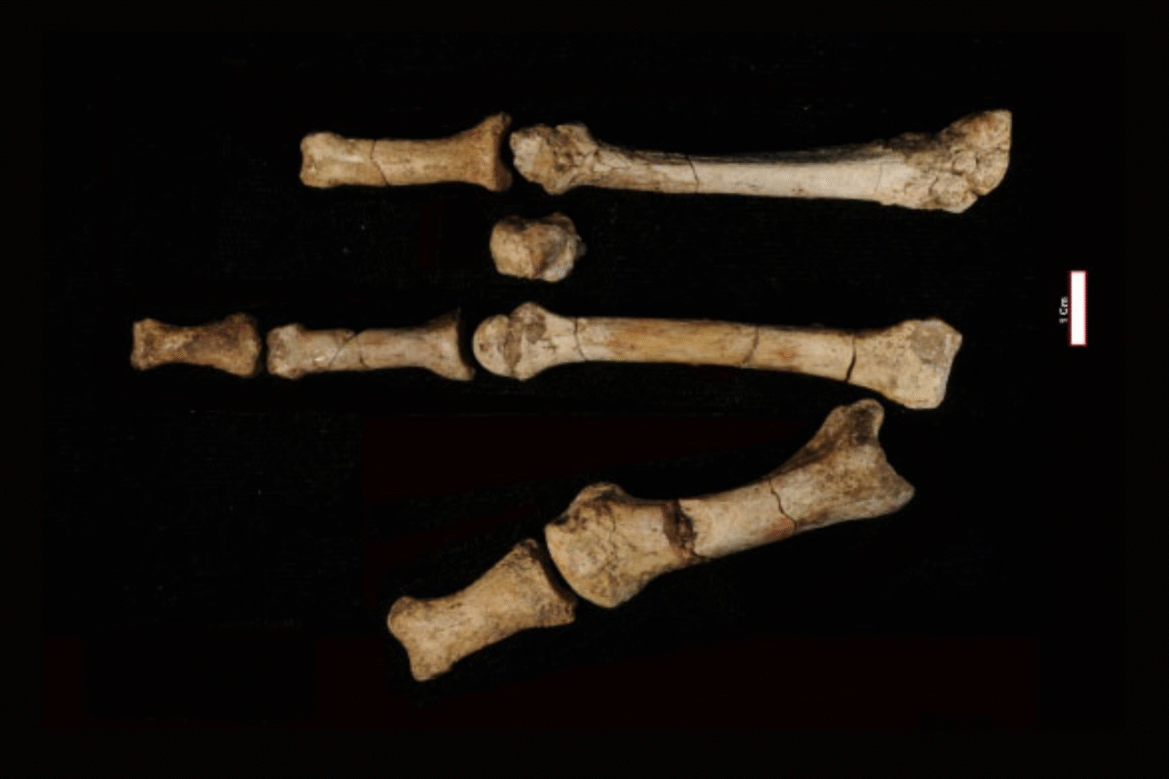 Nova análise revela que duas espécies de hominídeos coexistiram na Etiópia há 3,4 milhões de anos 36 Nova análise revela que duas espécies de hominídeos coexistiram na Etiópia há 3,4 milhões de anos