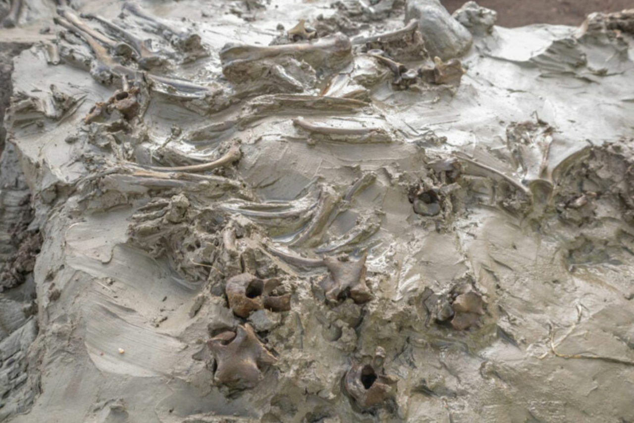 Sepultamento de cachorro com 5 mil anos revela ritual neolítico na Suécia