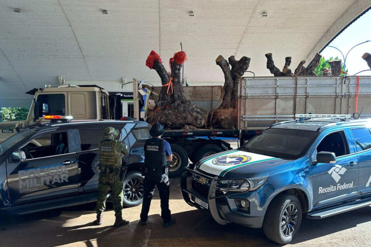 Receita Federal destina 9 oliveiras argentinas apreendidas à universidades públicas 4 Do total destinado, a Receita Federal destinou 4 oliveiras à Universidade do Estado de Santa Catarina e cinco à Universidade Estadual de Mato Grosso do Sul