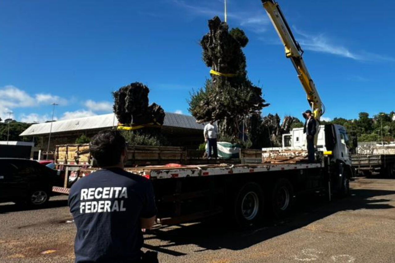 Receita Federal destina 9 oliveiras argentinas apreendidas à universidades públicas 5 Do total destinado, a Receita Federal destinou 4 oliveiras à Universidade do Estado de Santa Catarina e cinco à Universidade Estadual de Mato Grosso do Sul