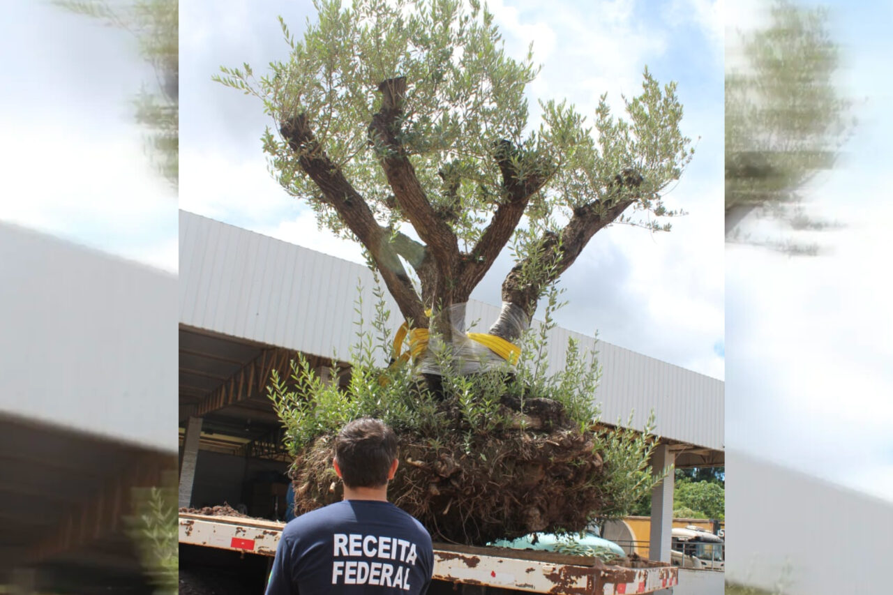 Receita Federal destina 9 oliveiras argentinas apreendidas à universidades públicas 6 ynyt