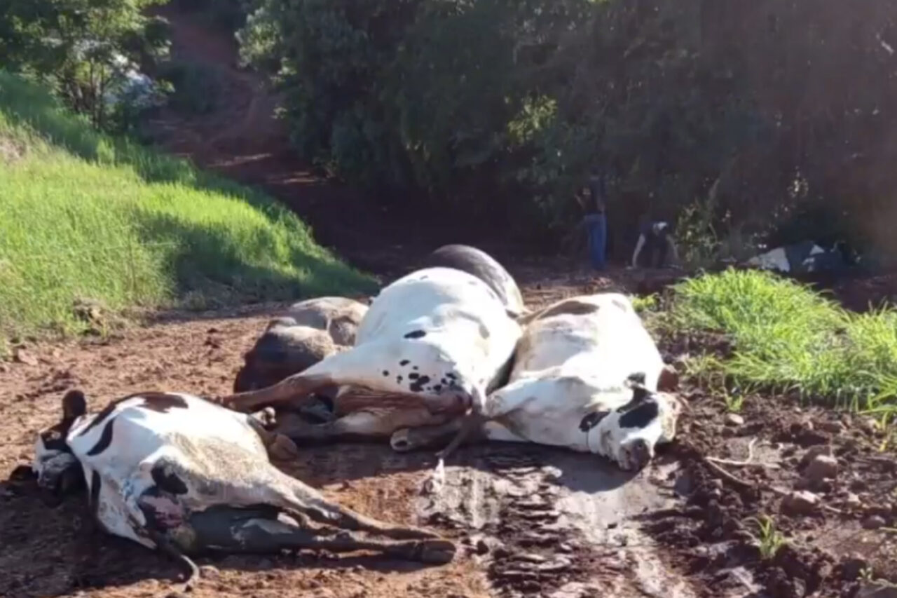 48 vacas morrem de forma misteriosa em propriedade no interior 3 Segundo os proprietários as vacas foram caindo de forma súbita. Estudos preliminares apontam possível intoxicação por nitrito como causa das mortes