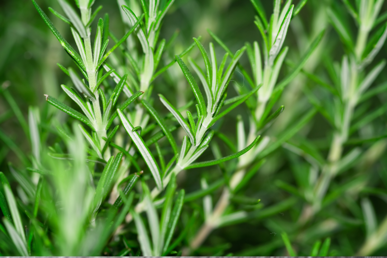 Ervas antigas que eram remédio natural 5 Heloisa L 26 4