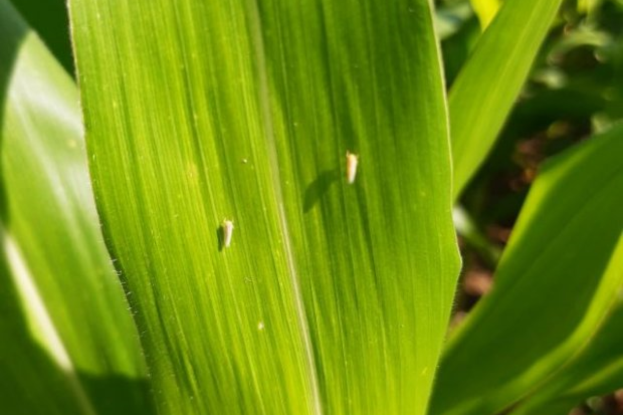 Aumento de cigarrinha-do-milho é detectado em SC, mas dentro do esperado 3 Aumento de cigarrinha-do-milho é detectado em SC, mas dentro do esperado
