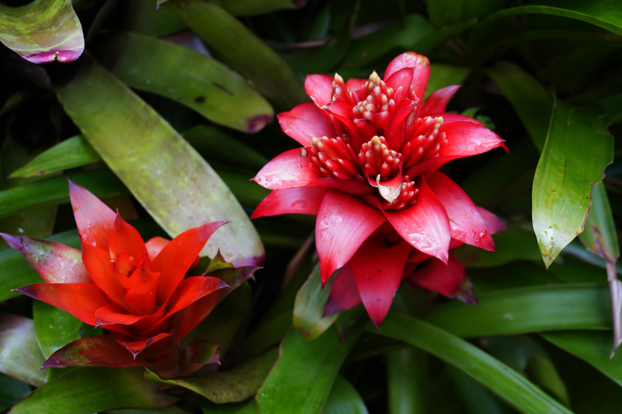 Plantas coloridas que transformam a casa: espécies que valorizam o ambiente e renovam o visual dos espaços 3 Plantas coloridas que transformam a casa: espécies que valorizam o ambiente e renovam o visual dos espaços