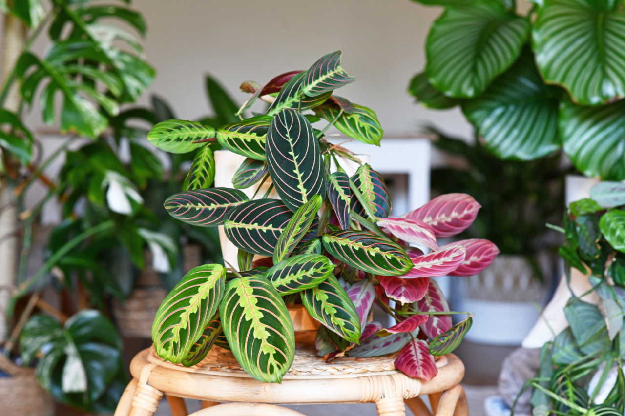 Plantas coloridas que transformam a casa: espécies que valorizam o ambiente e renovam o visual dos espaços 7 Heloisa L 93