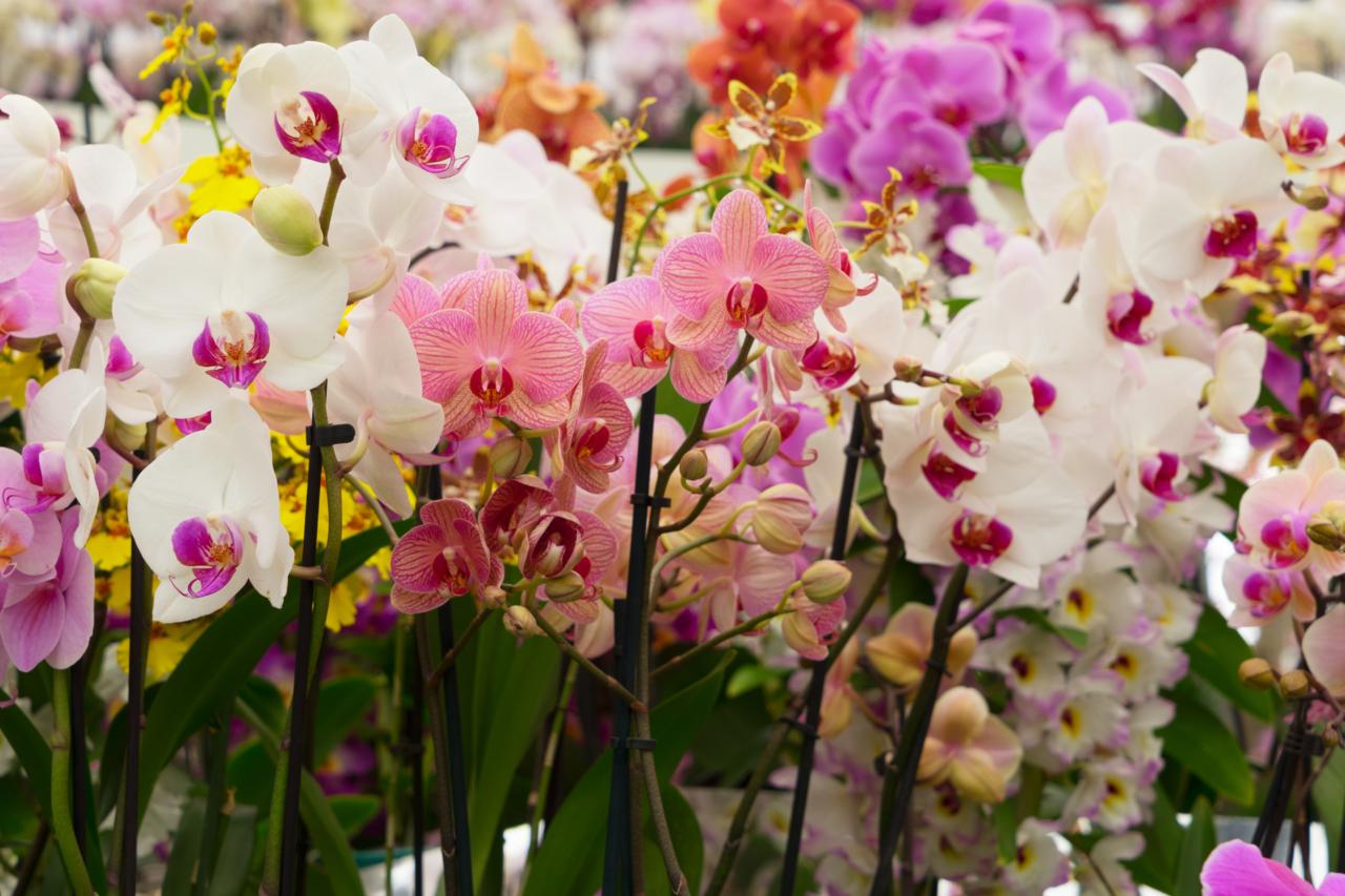 Plantas coloridas que transformam a casa: espécies que valorizam o ambiente e renovam o visual dos espaços 8 Heloisa L 94