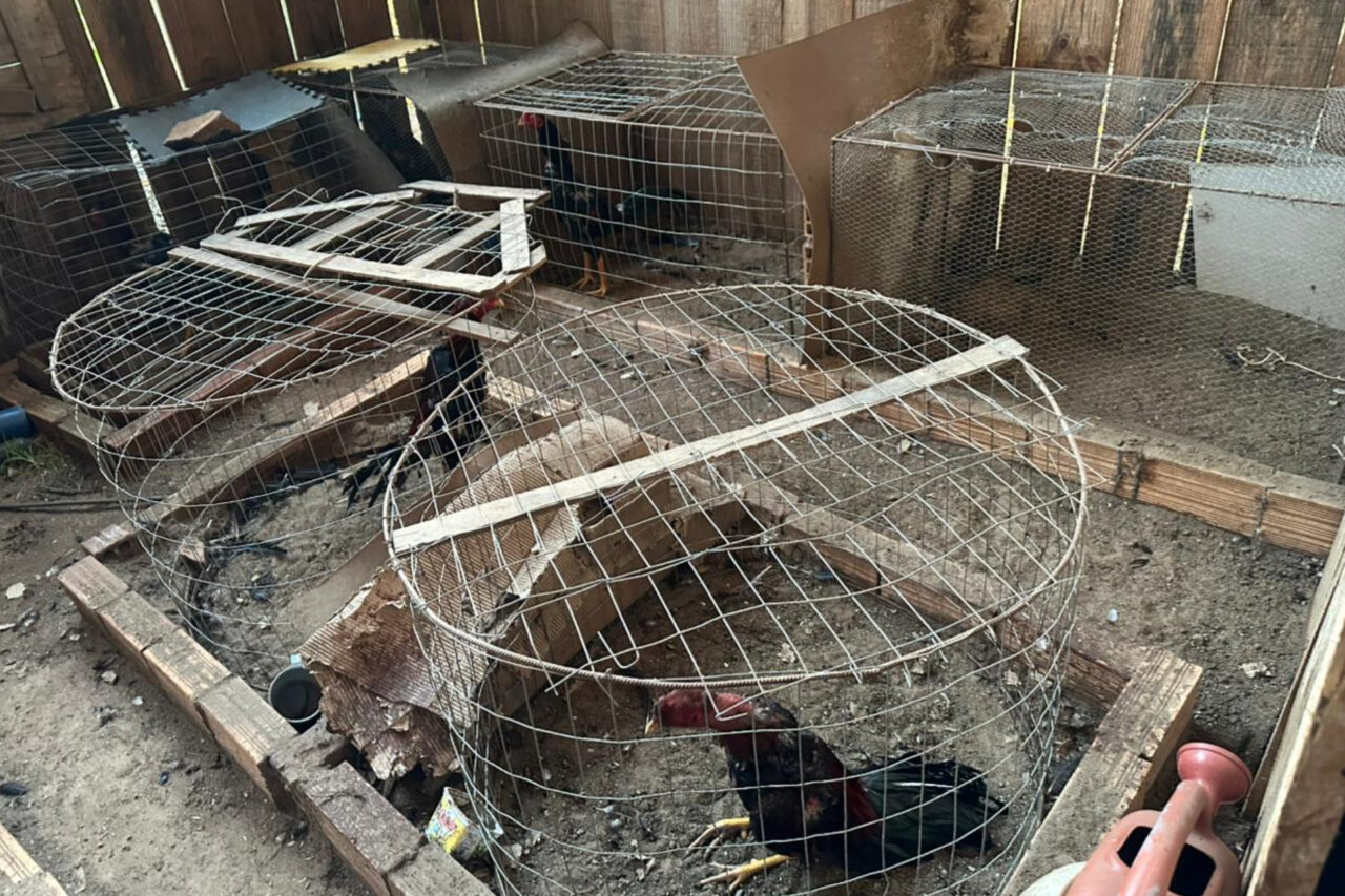 A PF desencadeou nesta terça-feira a Operação Saleiro, com foco no combate a envolvidos em grupo criminoso que atuava nos crimes contra fauna e tráfico de drogas e armas