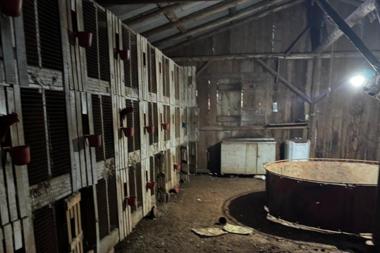 A PF desencadeou nesta terça-feira a Operação Saleiro, com foco no combate a envolvidos em grupo criminoso que atuava nos crimes contra fauna e tráfico de drogas e armas